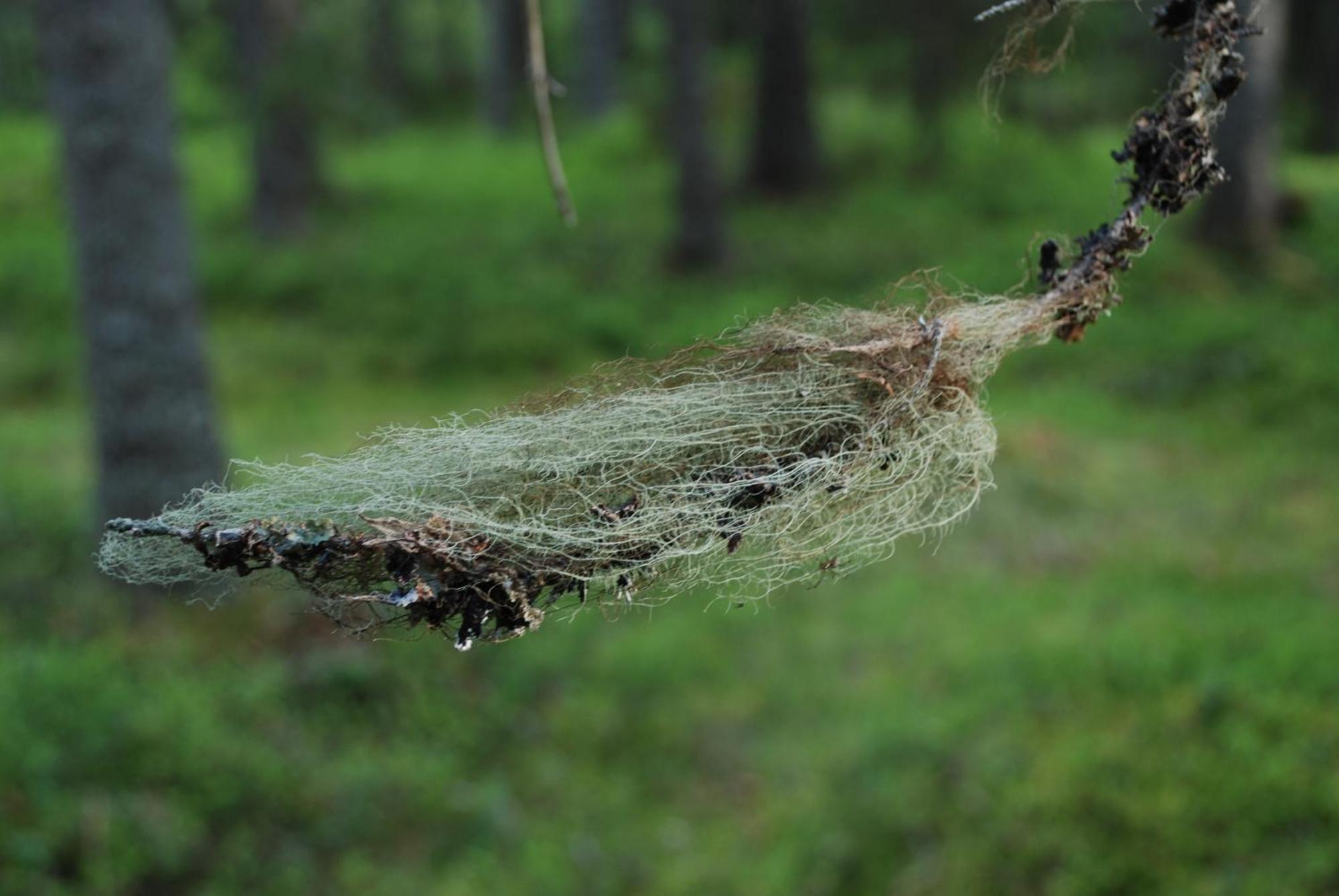 Hytte Anno 1721 Uten Internett, Strom, Vann - Men Med Rodmalt Utedo Ljordal ภายนอก รูปภาพ