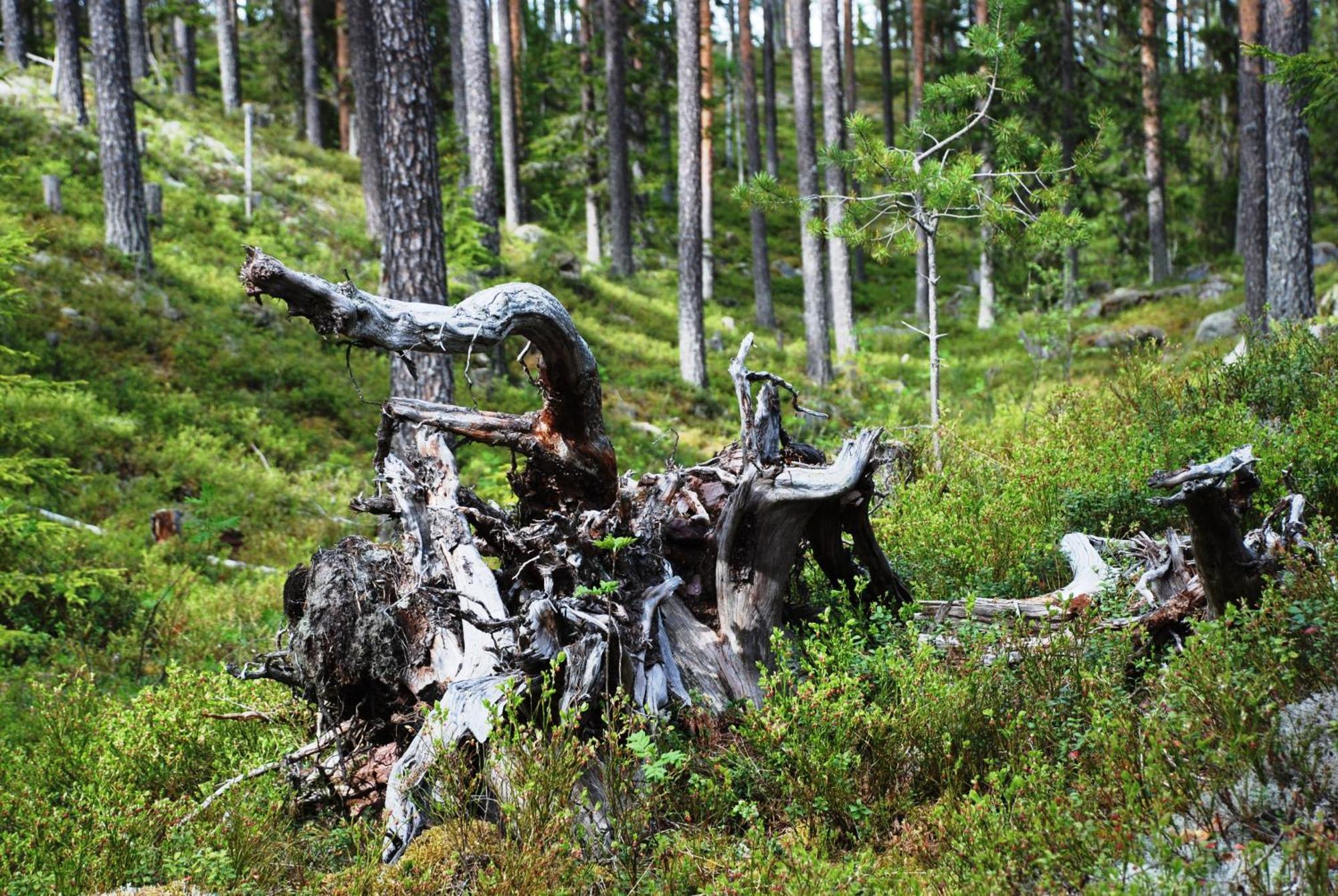 Hytte Anno 1721 Uten Internett, Strom, Vann - Men Med Rodmalt Utedo Ljordal ภายนอก รูปภาพ